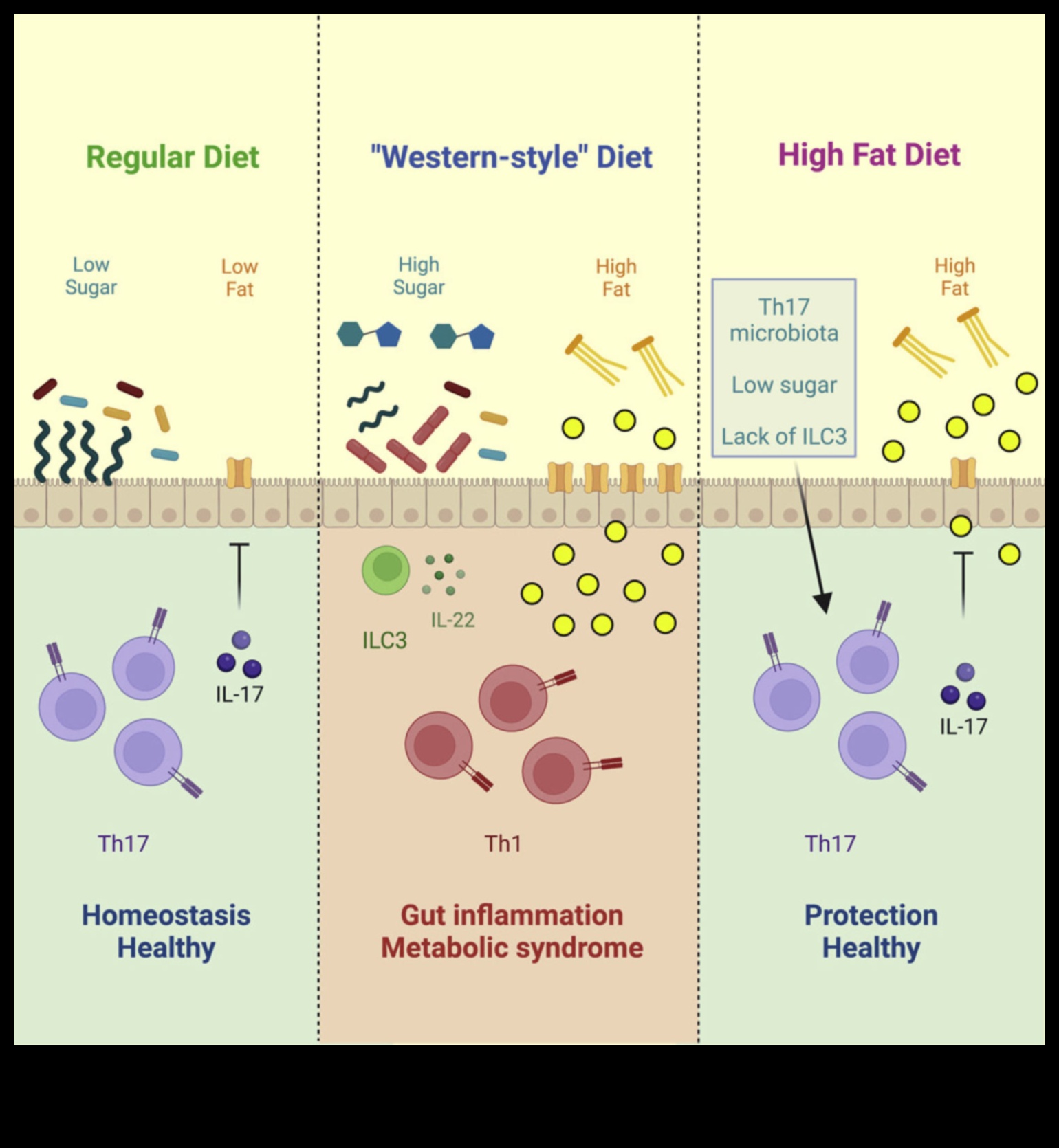 Η επίδραση της δίαιτας χαμηλής περιεκτικότητας σε λιπαρά στην υγεία του εντέρου 3 Η επίδραση της υγείας του εντέρου στην επιτυχία της δίαιτας με χαμηλά λιπαρά