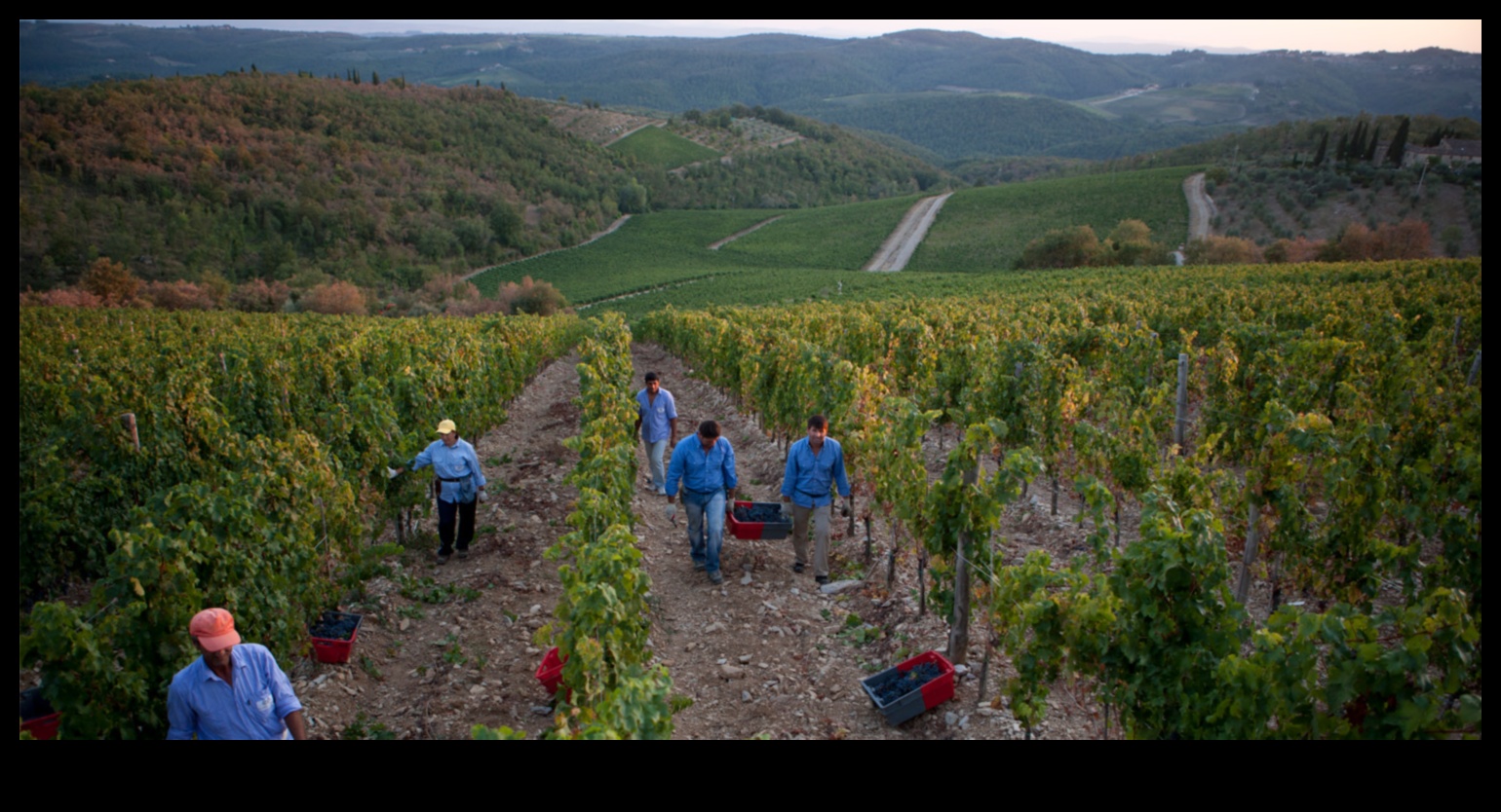 Vintage Delights A Harvest Tour of Vineyards and Orchards 2 Απολαύσεις συγκομιδής: Εξερεύνηση αμπελώνων και οπωρώνων