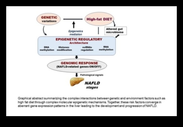 Το γονίδιο απόκρισης στη δίαιτα χαμηλής περιεκτικότητας σε λιπαρά 4 Η επίδραση της γενετικής στις αντιδράσεις της δίαιτας χαμηλής περιεκτικότητας σε λιπαρά