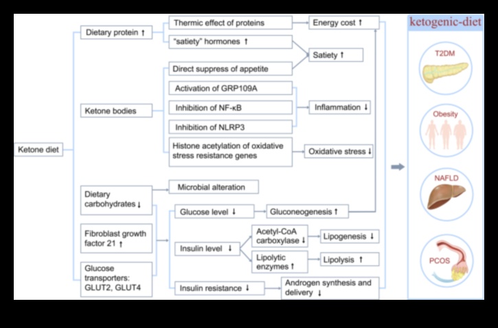 Κέτωση Μια πιθανή θεραπεία για χρόνιες παθήσεις 4 Ο ρόλος των κετονών στη διαχείριση των χρόνιων καταστάσεων