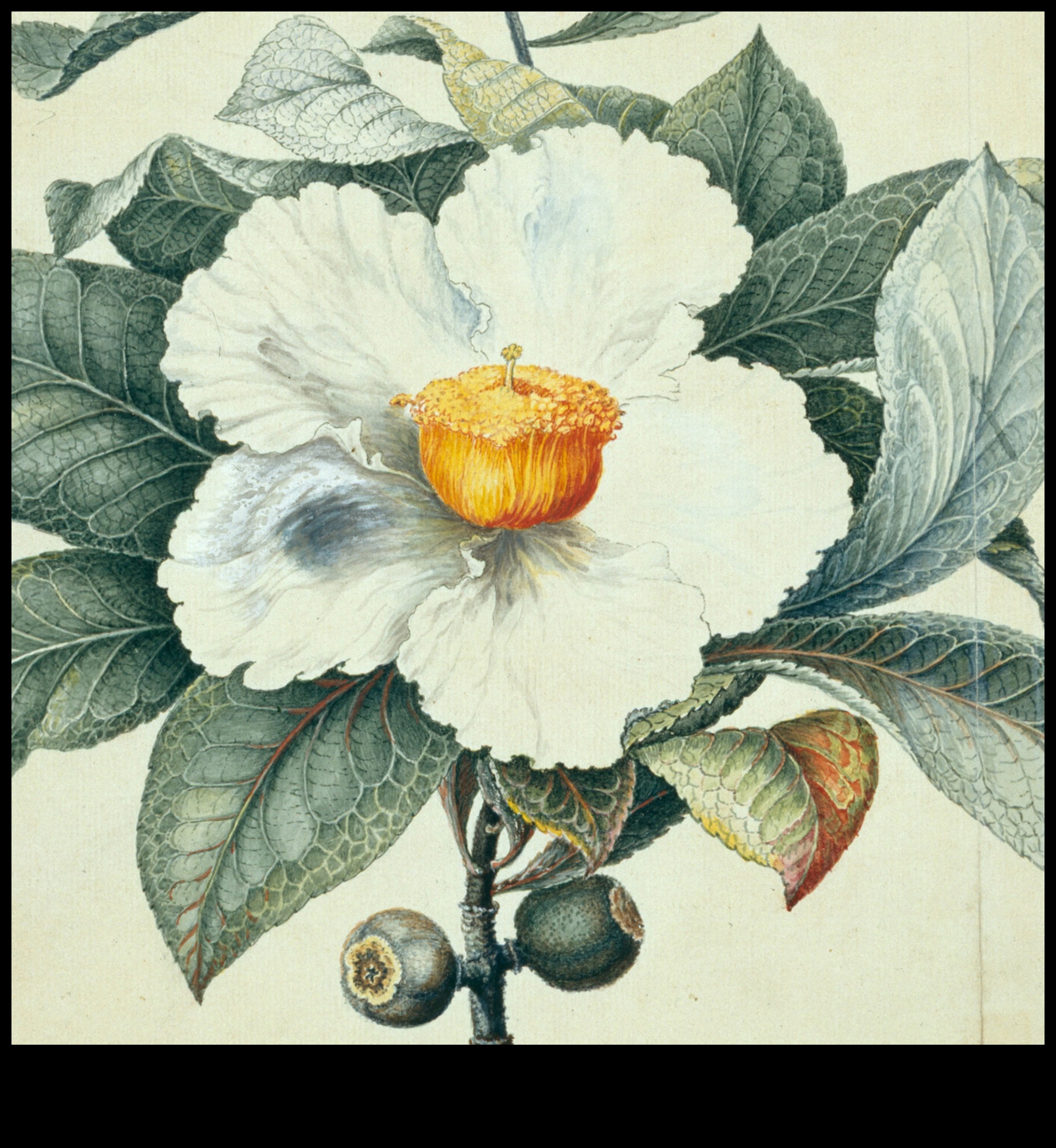 Εξαφανιζόμενοι ιθαγενείς Το κόστος της εξαφάνισης των φυτών 3 Γιατί ορισμένα τοπία είναι πιο ευάλωτα στην απώλεια ιθαγενών φυτικών ειδών;