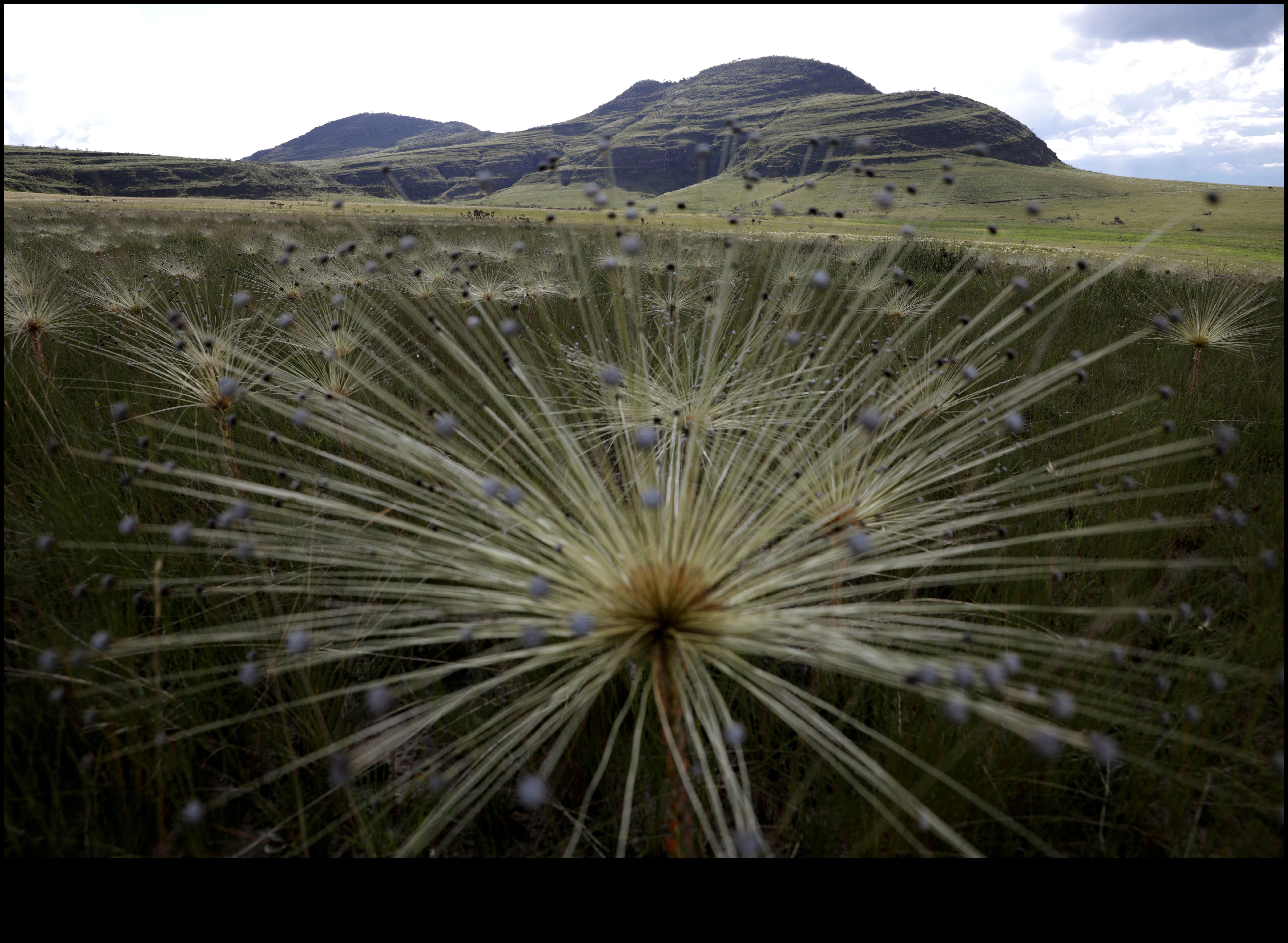 Εξαφανιζόμενοι ιθαγενείς Το κόστος της εξαφάνισης των φυτών 2 Γιατί ορισμένα τοπία είναι πιο ευάλωτα στην απώλεια ιθαγενών φυτικών ειδών;