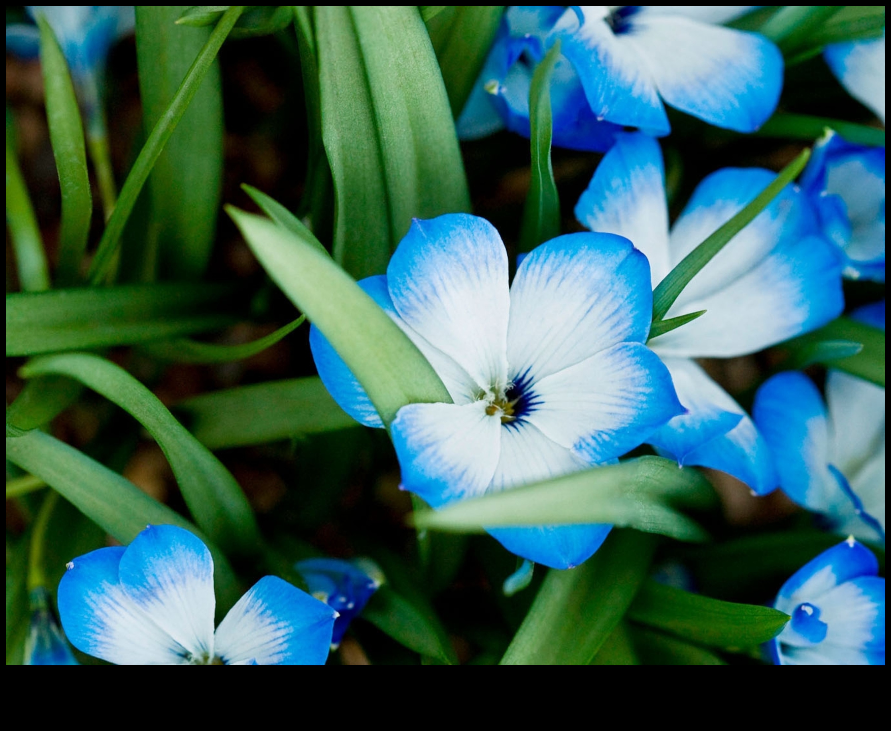 Εξαφανιζόμενοι ιθαγενείς Το κόστος της εξαφάνισης των φυτών 4 Γιατί ορισμένα τοπία είναι πιο ευάλωτα στην απώλεια ιθαγενών φυτικών ειδών;