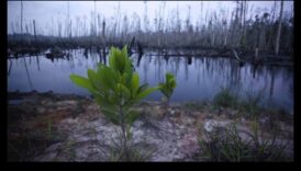 Γιατί ορισμένα τοπία είναι πιο ευάλωτα στην απώλεια ιθαγενών φυτικών ειδών;