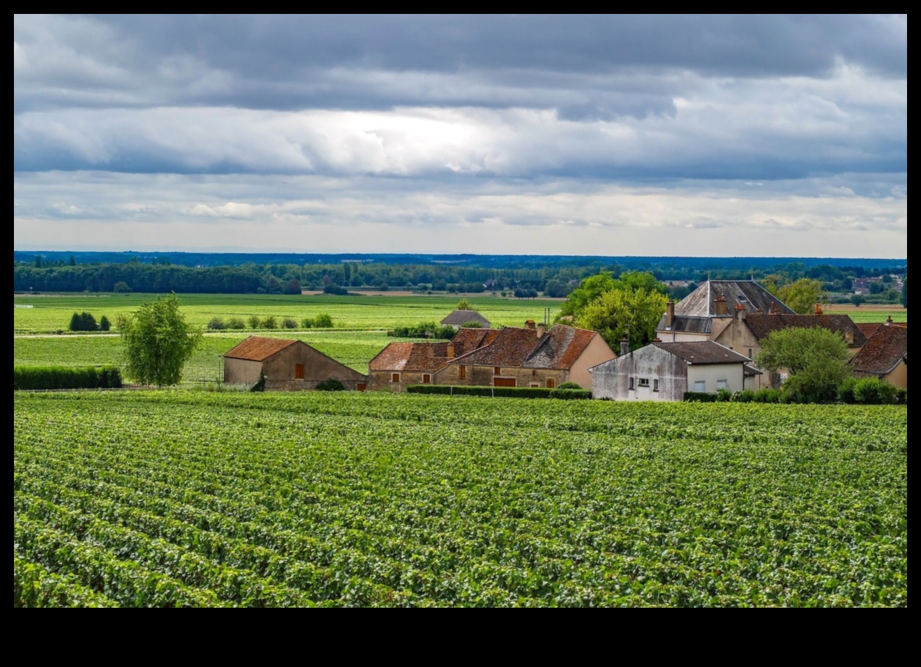 Vintage Delights A Harvest Tour of Vineyards and Orchards 1 Απολαύσεις συγκομιδής: Εξερεύνηση αμπελώνων και οπωρώνων