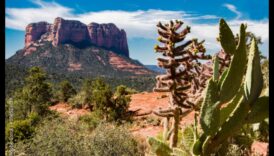 Desert Dreams: The Enchanting World of Arid Landscapes