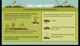 Η καλλιέργειες και τα εδάφη που είναι απαραίτητο να 5 Πώς επηρεάζουν διαφορετικοί τύποι εδάφους τη βλάστηση των τοπίων;