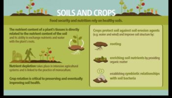 Πώς επηρεάζουν διαφορετικοί τύποι εδάφους τη βλάστηση των τοπίων;