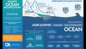 Πώς προσαρμόζονται τα παράκτια τοπία στις επιπτώσεις της οξίνισης των ωκεανών;