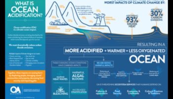 Πώς προσαρμόζονται τα παράκτια τοπία στις επιπτώσεις της οξίνισης των ωκεανών;