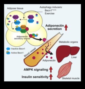 Η επίδραση της πρωτεΐνης στην ευαισθησία στην ινσουλίνη: Μια ολιστική προσέγγιση